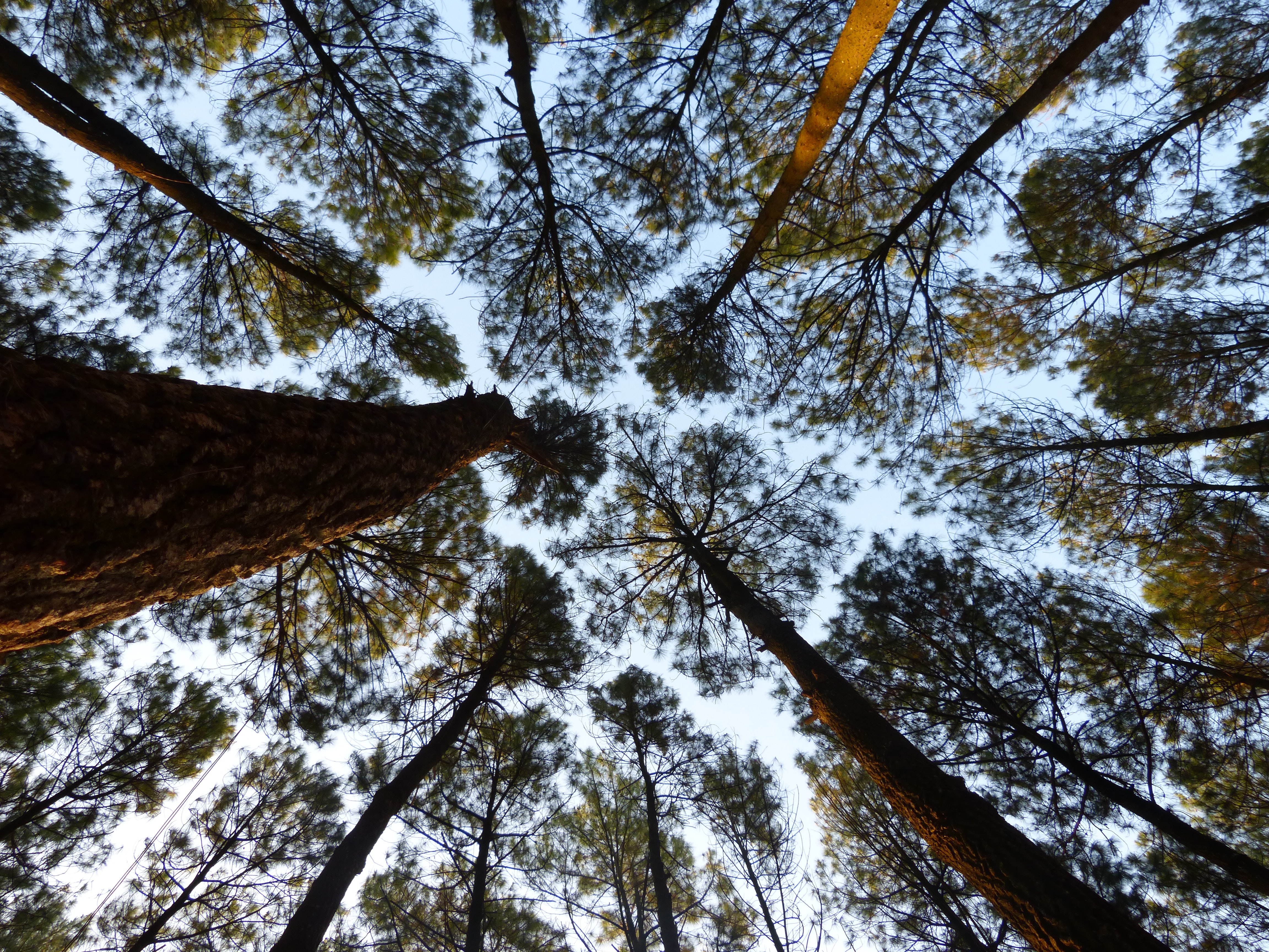 Hutan Pinus Yogyakarta