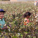 Türkische Kinderarbeiter beim Pflücken von Baumwolle nahe der Grenze zu Syrien