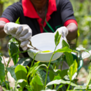 Tea plantation with worker 