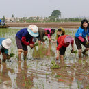  Überschwemmtes Reisfeld in Nordkorea.